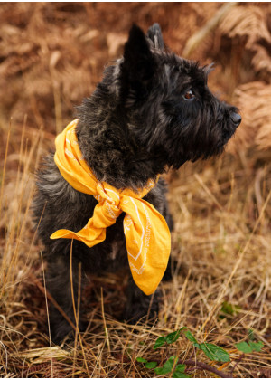 Бандана Saint James CARE BANDANA мандарин